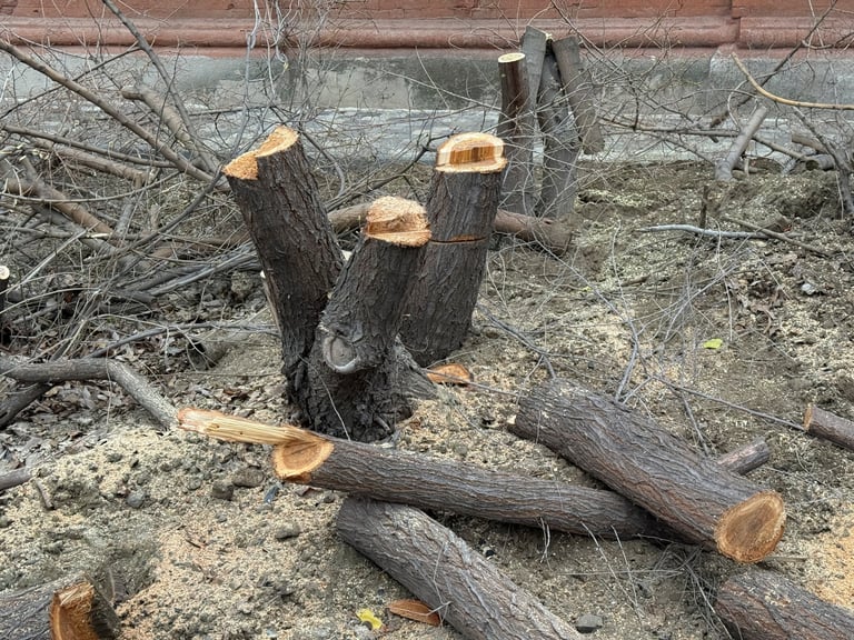 Professional yard debris cleanup service