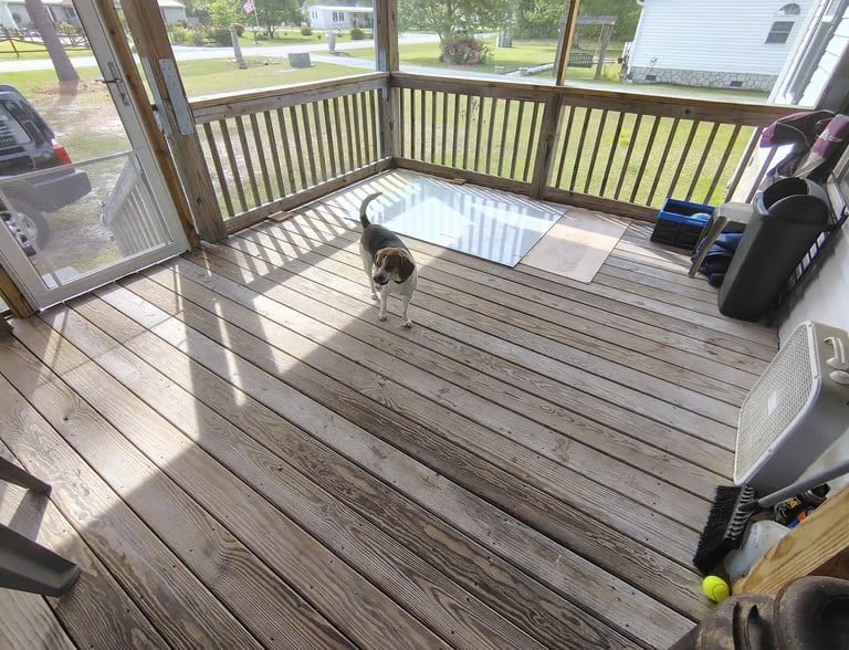 Dog standing on wooden deck inside screened porch with views of residential neighborhood and street
